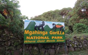 Cheap 4x4 Car Hire Uganda - Mgahinga Gorilla National Park
