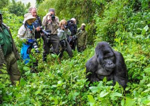 Uganda Gorilla Safaris - Cheap 4x4 Car Hire Uganda
